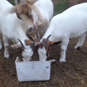 Meet your Posher, Robbie